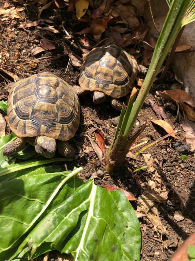 Tortoise *